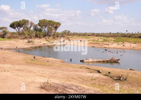 Marabout, crocodile, hippopotames ou hippopotames baignent dans un trou d'eau du parc national de Nyerere Banque D'Images