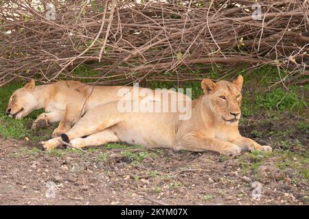 Les Lions se reposent de la chaleur à l'ombre fraîche du parc national de Nyerere Banque D'Images