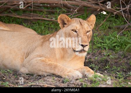 Les Lions se reposent de la chaleur à l'ombre fraîche du parc national de Nyerere Banque D'Images