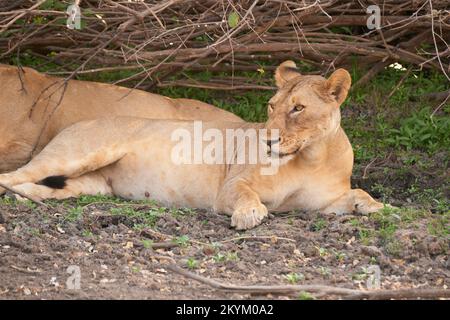 Les Lions se reposent de la chaleur à l'ombre fraîche du parc national de Nyerere Banque D'Images