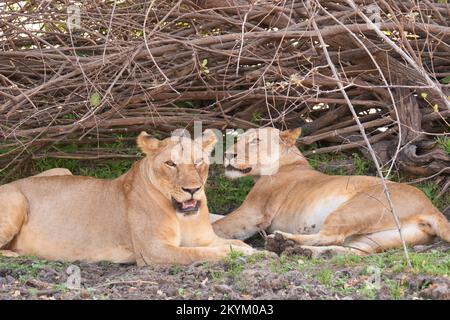 Les Lions se reposent de la chaleur à l'ombre fraîche du parc national de Nyerere Banque D'Images