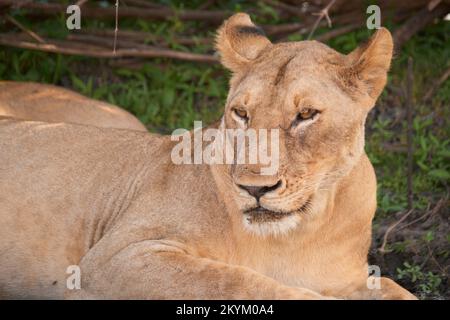 Les Lions se reposent de la chaleur à l'ombre fraîche du parc national de Nyerere Banque D'Images