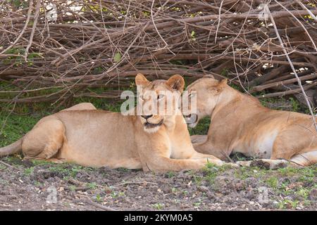 Les Lions se reposent de la chaleur à l'ombre fraîche du parc national de Nyerere Banque D'Images