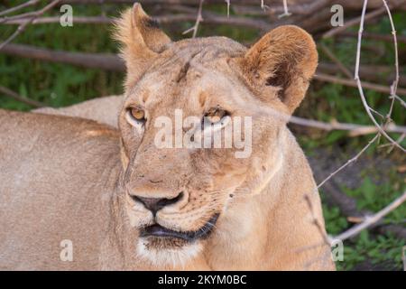 Les Lions se reposent de la chaleur à l'ombre fraîche du parc national de Nyerere Banque D'Images