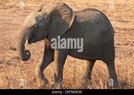 Un éléphant de Bush africain marche dans le parc national de Mikumi Banque D'Images