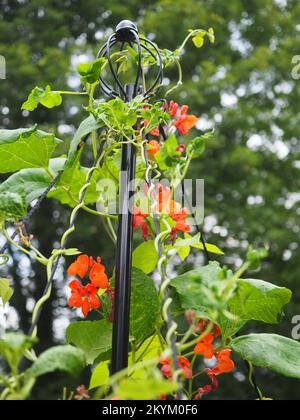 Fleurs et vigne de haricots rouges « Firestorm » sur un wigam (Phaseolus coccineus) Banque D'Images