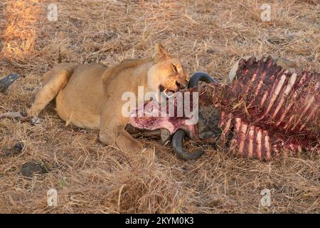 Un lion mange les restes d'une mort de Wildebeest dans le soleil de soirée du parc national de Mikumi Banque D'Images