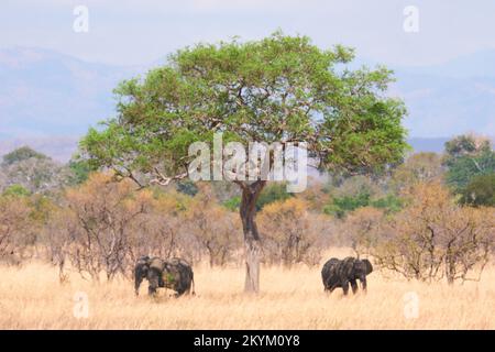 Les éléphants de Bush africains se cachent du soleil à l'ombre d'un arbre, vu à travers la chaleur chatoyante de brume dans la plaine herbeuse sèche dans la chaleur de midi de Banque D'Images