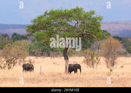 Les éléphants de Bush africains se cachent du soleil à l'ombre d'un arbre, vu à travers la chaleur chatoyante de brume dans la plaine herbeuse sèche dans la chaleur de midi de Banque D'Images