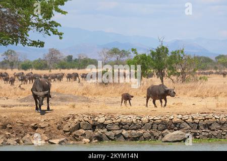 Buffalo se rend à un point d'eau pour boire dans la chaleur de midi du parc national Mikumi en saison sèche Banque D'Images