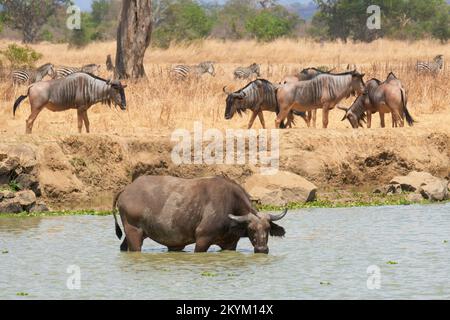 Buffalo, transportant des tiques Oxpecker mangeant des oiseaux, et Wildebeest font leur chemin vers un point d'eau à boire dans la chaleur de midi du parc national Mikumi dans Banque D'Images