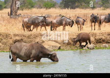 Buffalo, transportant des tiques Oxpecker mangeant des oiseaux, et Wildebeest font leur chemin vers un point d'eau à boire dans la chaleur de midi du parc national Mikumi dans Banque D'Images