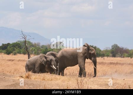 Les éléphants de Bush africains s'arrêtent dans un trou d'eau pour boire dans la chaleur de midi du parc national de Mikumi en saison sèche Banque D'Images