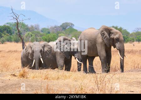 Les éléphants de Bush africains s'arrêtent dans un trou d'eau pour boire dans la chaleur de midi du parc national de Mikumi en saison sèche Banque D'Images