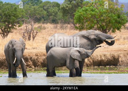 Les éléphants de Bush africains s'arrêtent dans un trou d'eau pour boire dans la chaleur de midi du parc national de Mikumi en saison sèche Banque D'Images