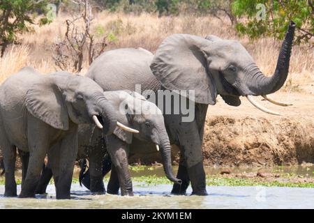 Les éléphants de Bush africains s'arrêtent dans un trou d'eau pour boire dans la chaleur de midi du parc national de Mikumi en saison sèche Banque D'Images