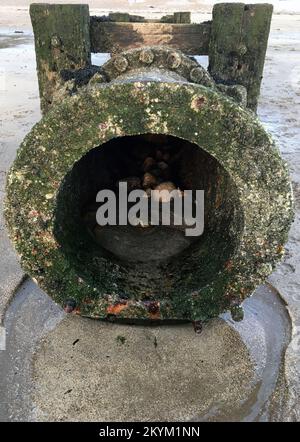 Gros plan de l'extrémité du tuyau d'évacuation des eaux usées sur une plage britannique. L'image met en évidence les eaux usées non traitées rejetées dans la mer, crise de pollution politique. Banque D'Images