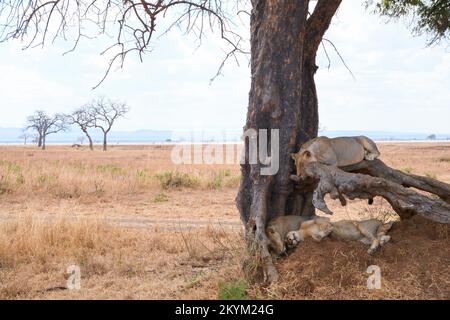 Les Lions dorment à l'ombre d'un arbre pour échapper au soleil de midi dans le parc national de Mikumi Banque D'Images