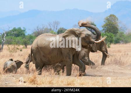 Un éléphant de Bush africain se couvre dans la poussière après avoir été baigné dans un trou d'eau dans la chaleur de midi du parc national de Mikumi en saison sèche Banque D'Images