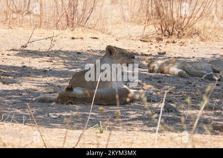 Les Lions se reposent dans la chaleur de midi à l'ombre d'un arbre dans le parc national de Ruaha Banque D'Images