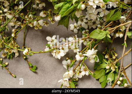 Fleur d'aubépine blanche sur les brindilles, place pour la copie et l'inscription, fleurs pour les vacances. Banque D'Images