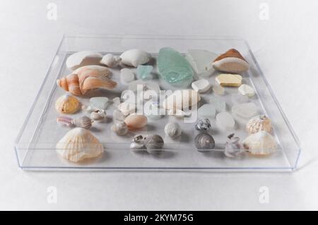 Une collection de verre de mer, de coquillages et de morceaux de poterie exposés sur un plateau en verre Banque D'Images