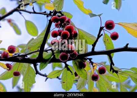Des écrevisses mûres, rouges, des pommes de crabe, Malus, accrochent sur un pommier - Malus Neville Copeman crabe fleur pomme décidue fruits. Banque D'Images