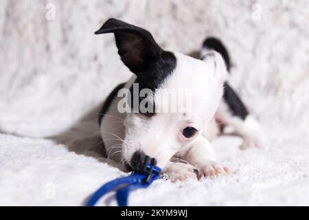 Chihuahua pose sur une couverture de fourrure mâchant sur son col bleu Banque D'Images