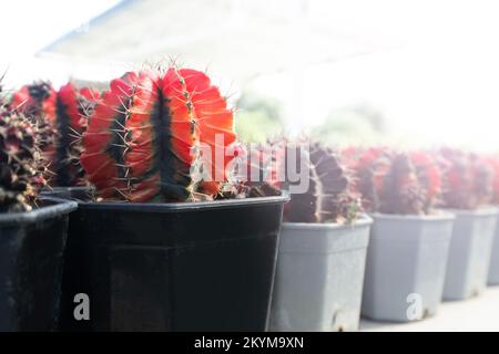 Petit cactus rouge dans des pots noirs ligne dans la pépinière de plantes sous le projecteur. Banque D'Images