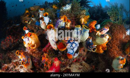 Récif de corail sain à l'intérieur du parc national de Komodo Banque D'Images