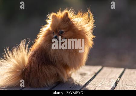 Mini promenades pomeraniennes dans le parc. Poméranie sur une promenade dans le parc d'automne. Chien dans la rue. Banque D'Images