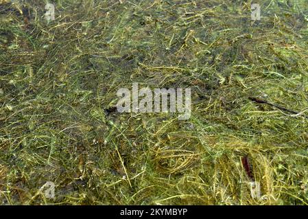 herbe verte submergée dans un lac d'eau douce. Concept d'écosystème et de flore Banque D'Images