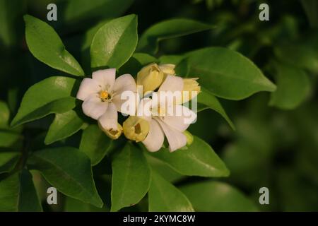 Fleur de jasmin d'orange (Murraya paniculata) Banque D'Images