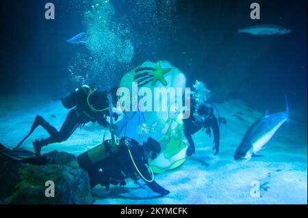 Madrid, Espagne. 01st décembre 2022. Des plongeurs plaçant sous l'eau la scène traditionnelle de la Nativité de Noël à l'intérieur du réservoir de requins de l'aquarium dans le zoo de Madrid dans le cadre des célébrations de Noël. Credit: Marcos del Mazo/Alay Live News Banque D'Images