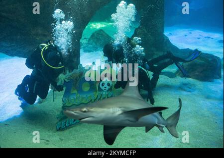 Madrid, Espagne. 01st décembre 2022. Des plongeurs plaçant sous l'eau une plaque pendant l'installation de la scène traditionnelle de la Nativité de Noël à l'intérieur du réservoir de requins de l'aquarium dans le zoo de Madrid dans le cadre des célébrations de Noël. Credit: Marcos del Mazo/Alay Live News Banque D'Images