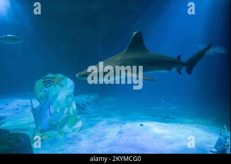 Madrid, Espagne. 01st décembre 2022. Un requin passant par la scène traditionnelle de la Nativité de Noël à l'intérieur du réservoir de requins de l'aquarium dans le zoo de Madrid dans le cadre des célébrations de Noël. Credit: Marcos del Mazo/Alay Live News Banque D'Images