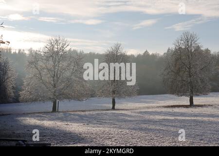 Vue en grand angle de trois arbres couverts de givre sur une prairie blanche ensoleillée avec un bord de forêt sombre en arrière-plan Banque D'Images