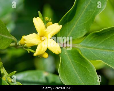 Jaune / jasmin parfumé (Jasminum odoratissimum) Canaries et Madère endémique, floraison dans la forêt montagnarde de Laurier, montagnes Anaga, Ténérife, nov Banque D'Images