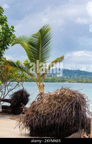 Une plage de sable blanc tropical avec du bois de grève et un jeune palmier dans le parc national de Cahuita. Du côté des Caraïbes du Costa Rica. On se sent comme un paradis. Banque D'Images