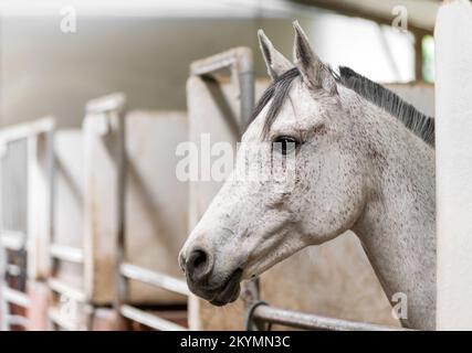 Vue latérale tête de cheval adorable obéissant avec un manteau blanc et une manne grise debout dans une écurie avec des barres métalliques dans une grange Banque D'Images