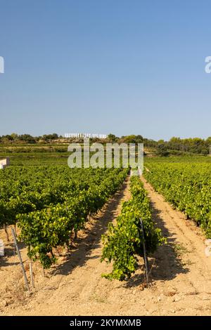 Vignoble typique près de Vacqueyras, Côtes du Rhône, France Banque D'Images