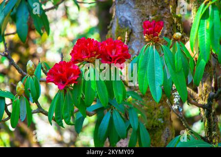 Rhododendron Flower dans l'Himalaya du Népal Khaptad National Park magnifique arbre de fleurs rouges Banque D'Images