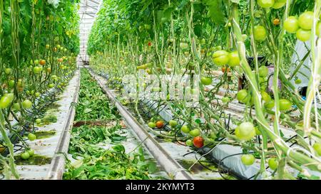 Technologie de pincement des tomates. Soin de jardin pour les tomates dans la serre. Utilisation de l'irrigation goutte-à-goutte dans un serre-verre. Des feuilles de tomates déchirées reposent sur la fl Banque D'Images