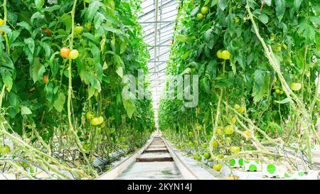 Rangées de plants de tomates fruitiers dans des serres agricoles chauffées. Les technologies modernes de l'hydroponique et de l'irrigation goutte à goutte pour la culture des tomates dans Banque D'Images