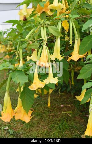 Brugmansia jaune fleurs poussant à Da Lat Vietnam Banque D'Images