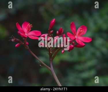 Vue rapprochée de fleurs rouges et de bourgeons de jatropha integerrima aka peregrina ou de jatropha épicé isolé à l'extérieur sur fond naturel sombre Banque D'Images