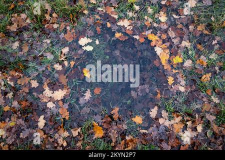 Feuilles de chêne déchue dans une flaque d'eau de pluie, Worcestershire, Angleterre. Banque D'Images