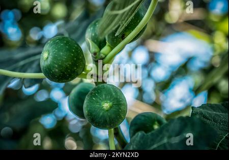 Les figues vertes mûrissent sur une branche d'arbre parmi les feuilles Banque D'Images