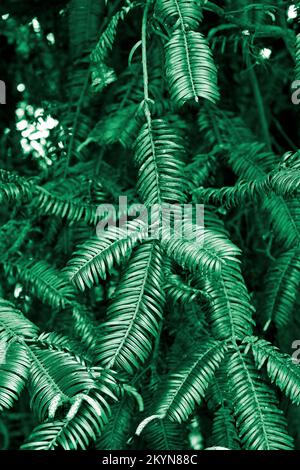 Feuilles de prune-yée chinoises (Cephalotaxus fortunei) sur le jardin Banque D'Images