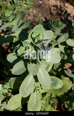 Cerinthe fleurs bleues violettes majeures Banque D'Images